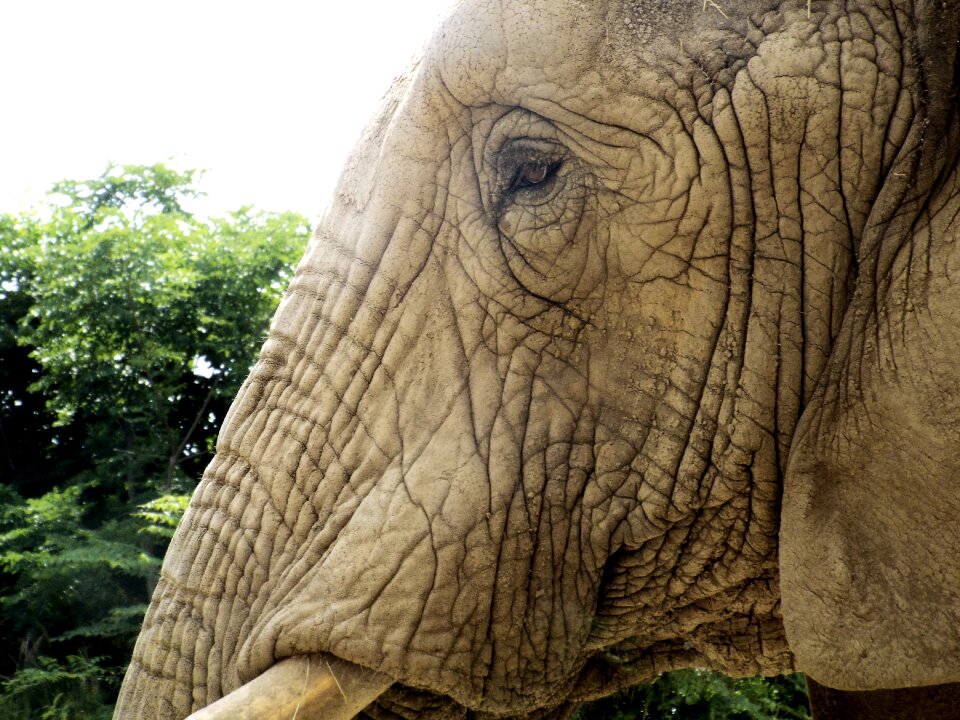 Animal nature mammal