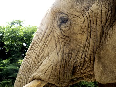 Animal nature mammal