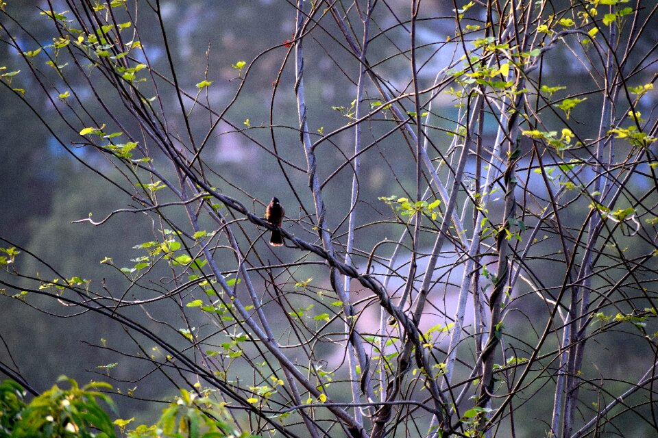 Nature animal landscape