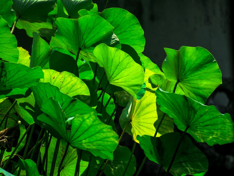 Flowering green cool