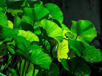 Flowering green cool