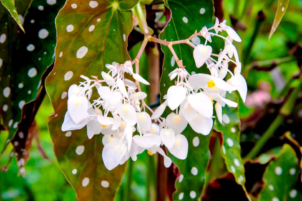 Romantic nature bloom