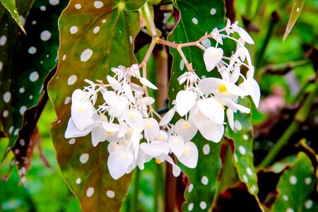 Romantic nature bloom