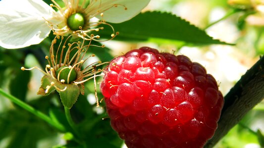Summer food raspberry