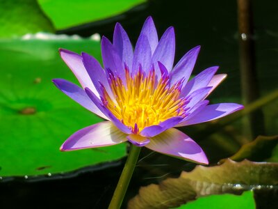 Flowering green cool