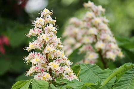 Chestnut blossom aesculus hyppocastanum blossom