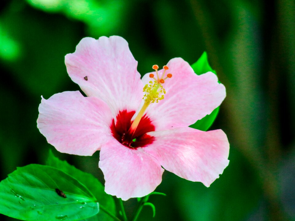 Leaf garden petal