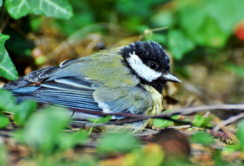 Foraging bird animal