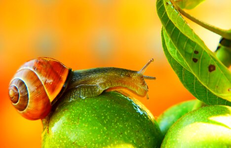 Fruit leaf model