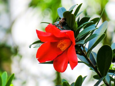 Flowering plant fresh photo