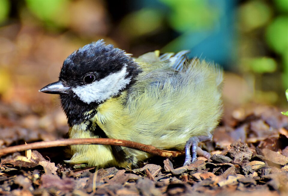 Foraging bird animal
