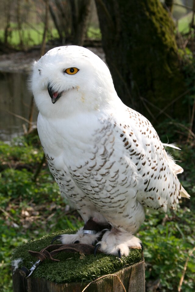 Raptor hunter nature