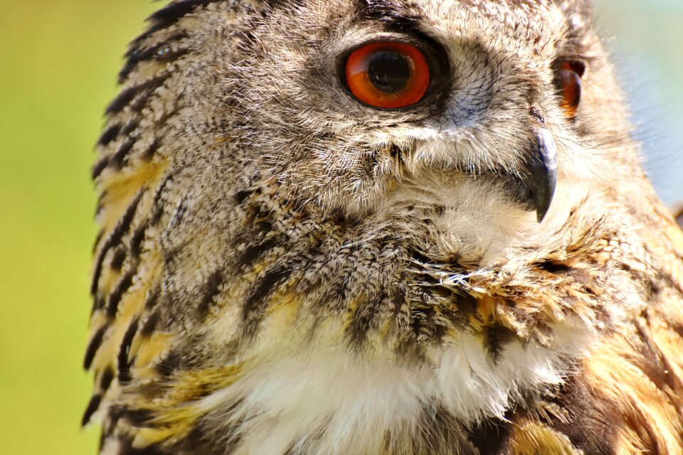 Eagle owl animals wild bird