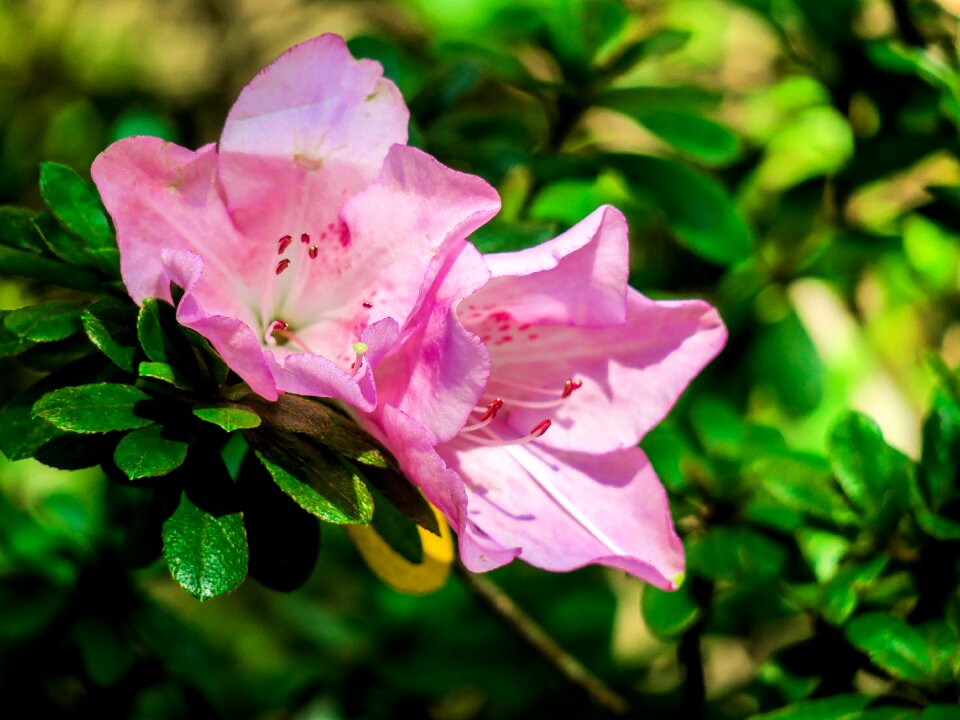 Leaf plant outdoor