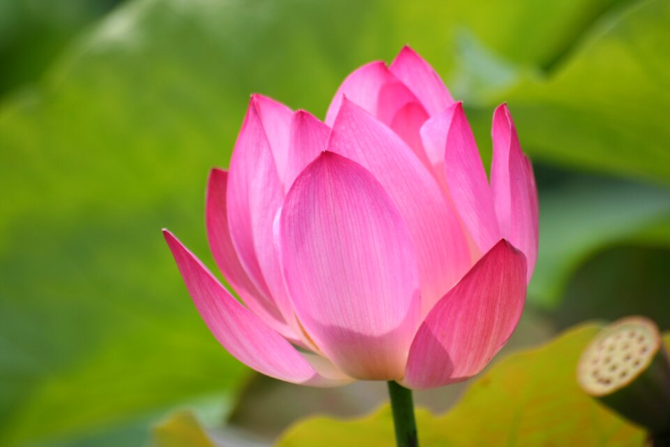 Water plant lotus root