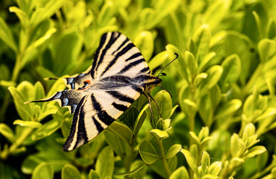 Nature butterfly Free photos