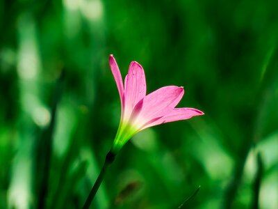 Pink red green herbaceous photo