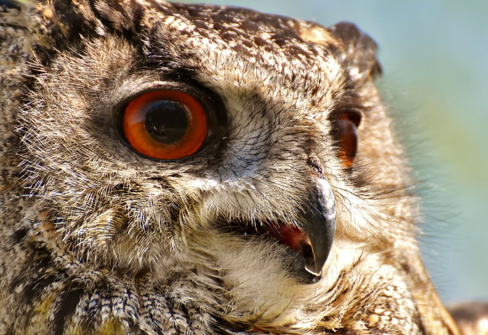 Eagle owl animals wild bird