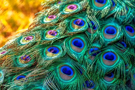 Nature shiny poultry