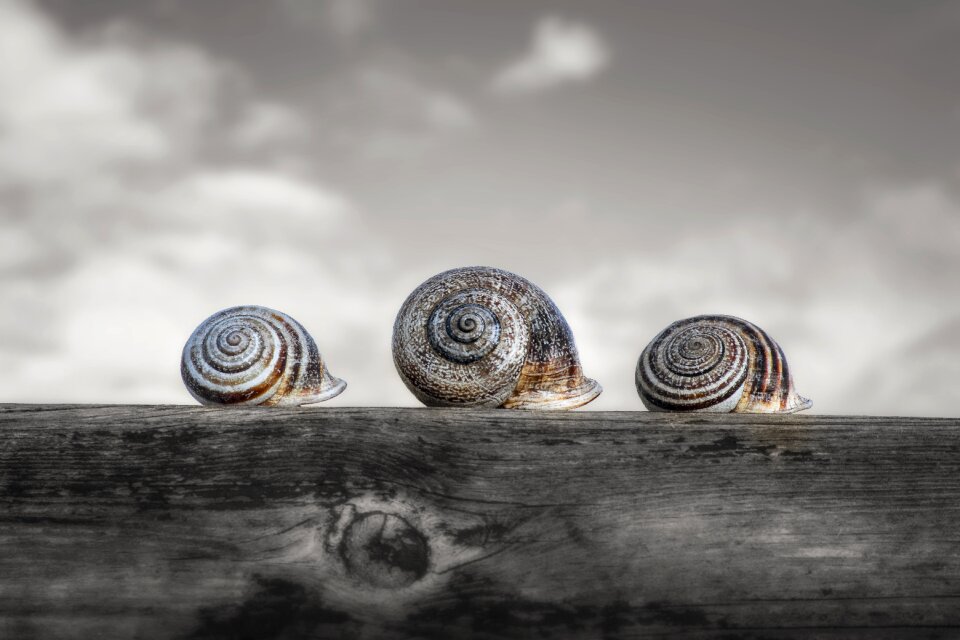 Molluscum shell spiral