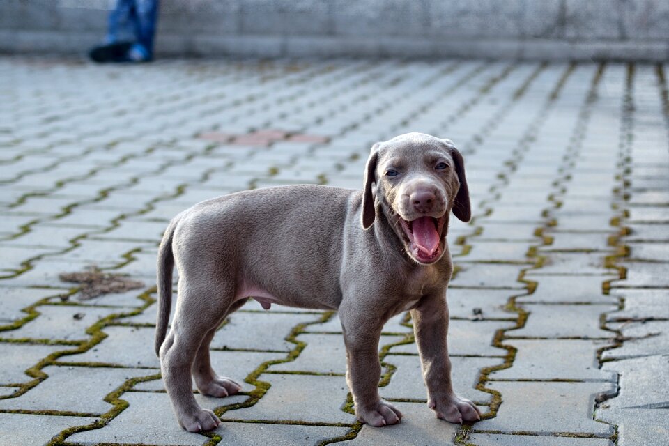 Puppy weimaraner dog
