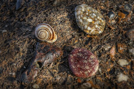 Shell spiral beach photo
