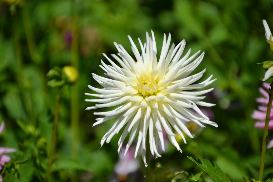 White blooming daisies