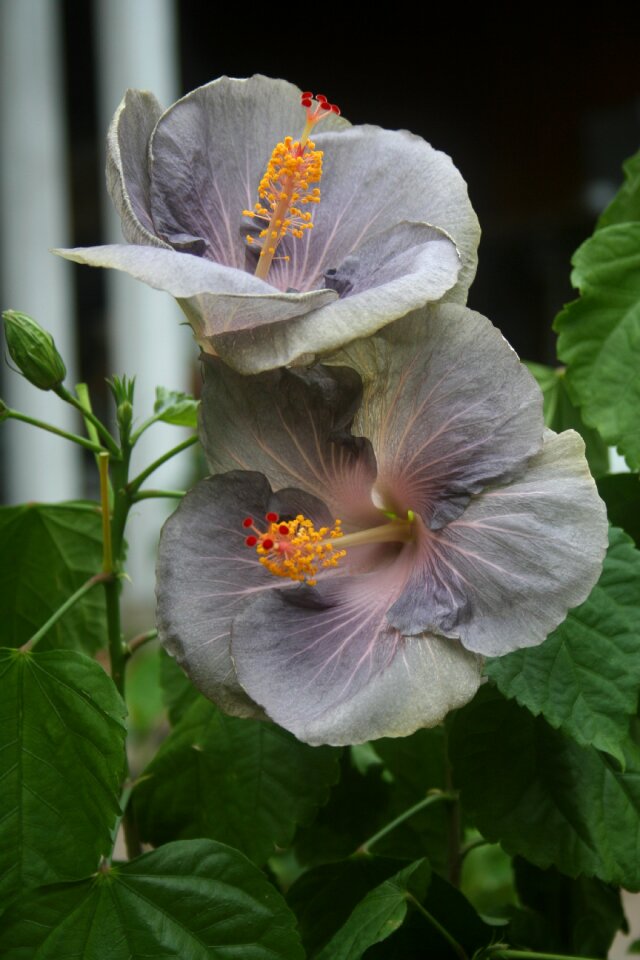 Flower tropical exotic hibiscus