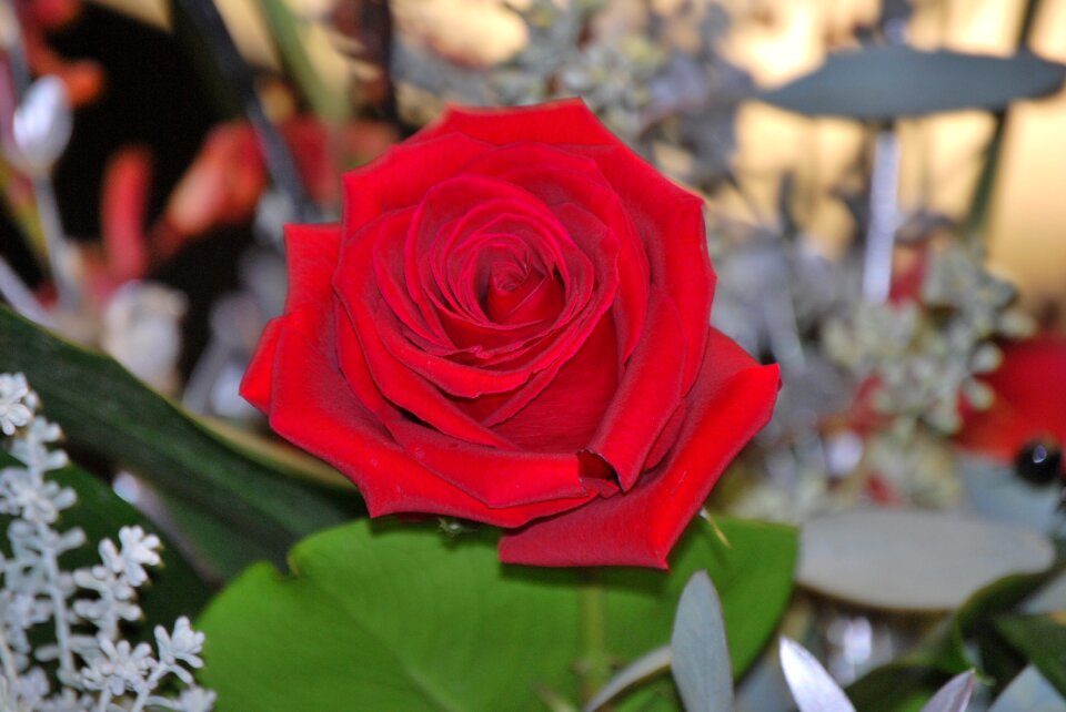 Red rose nature bloom
