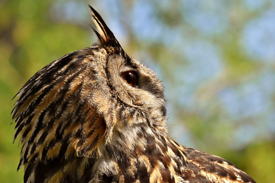 Eagle owl animals wild bird