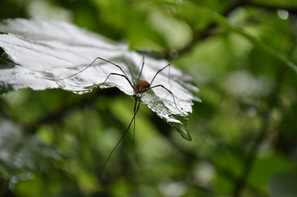 Nature arachnid water