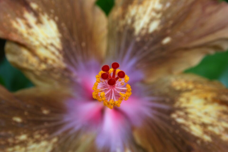 Flower tropical exotic hibiscus