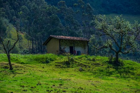 Field forest rural