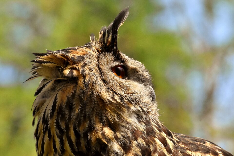 Eagle owl animals wild bird