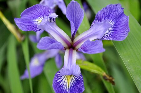 Petal purple iridaceae photo