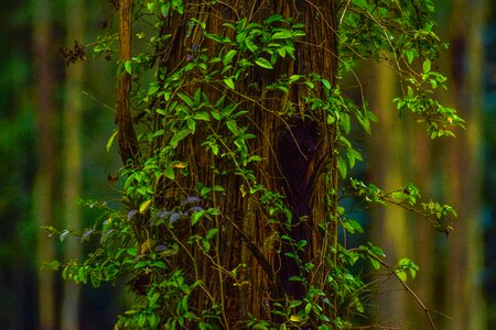 Plant flowering bark photo