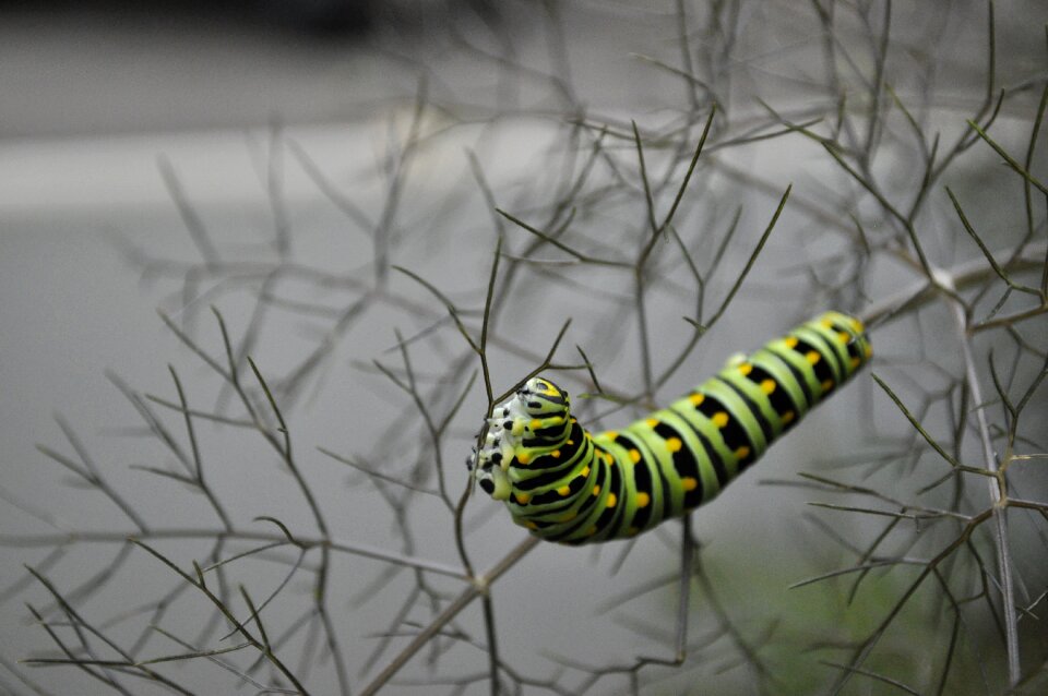 Swallowtail black swallowtail lifecycle