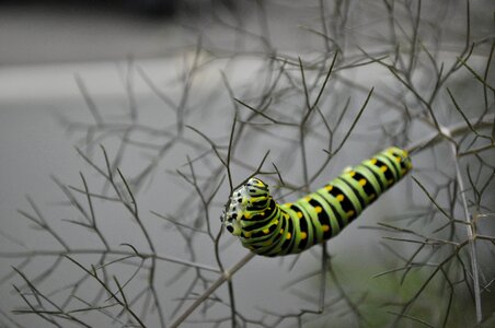Swallowtail black swallowtail lifecycle