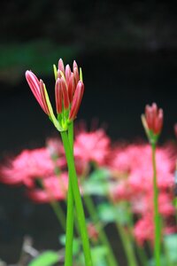 Whatsoever lycoris squamigera flowers