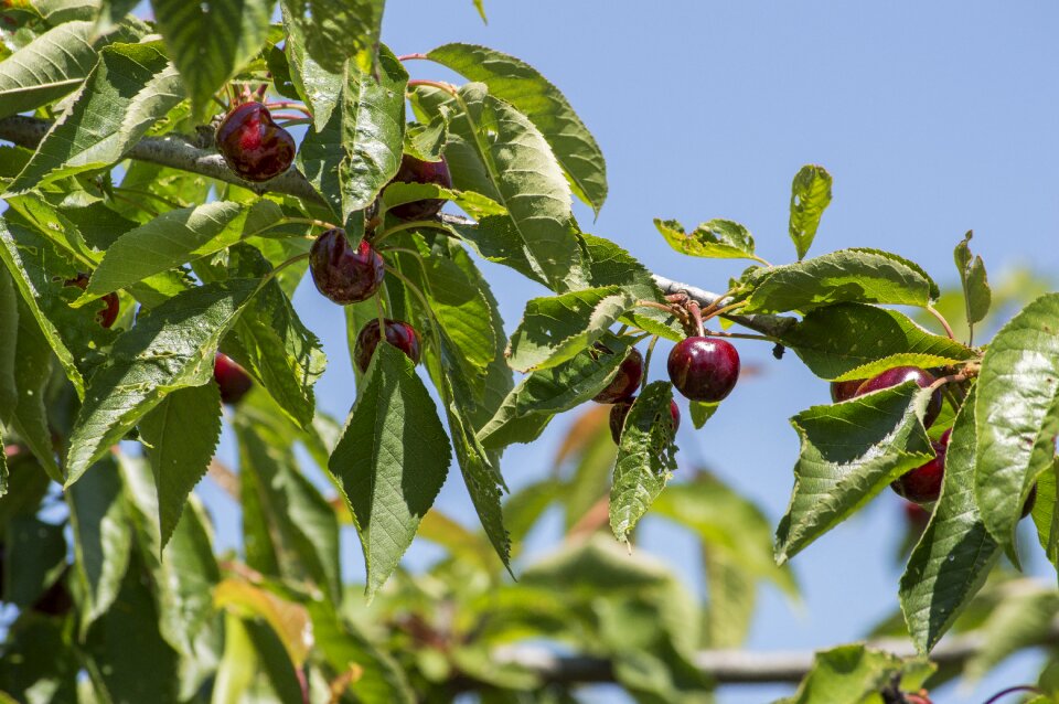 Nature agriculture berry