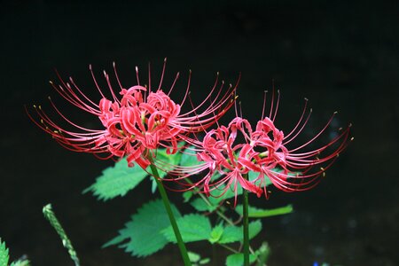 Whatsoever lycoris squamigera flowers