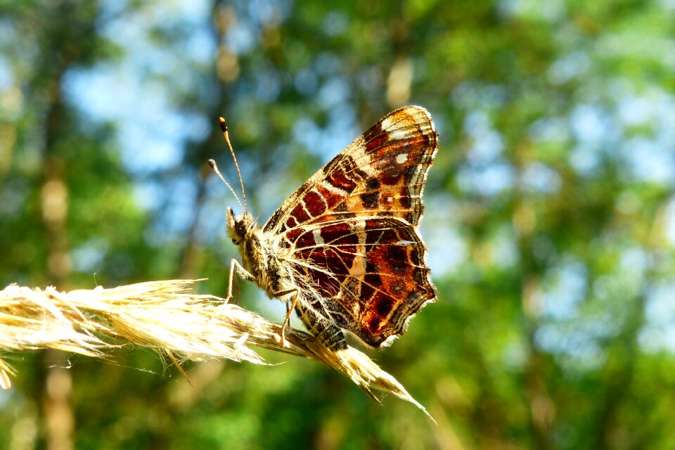 At the court of butterfly day nature