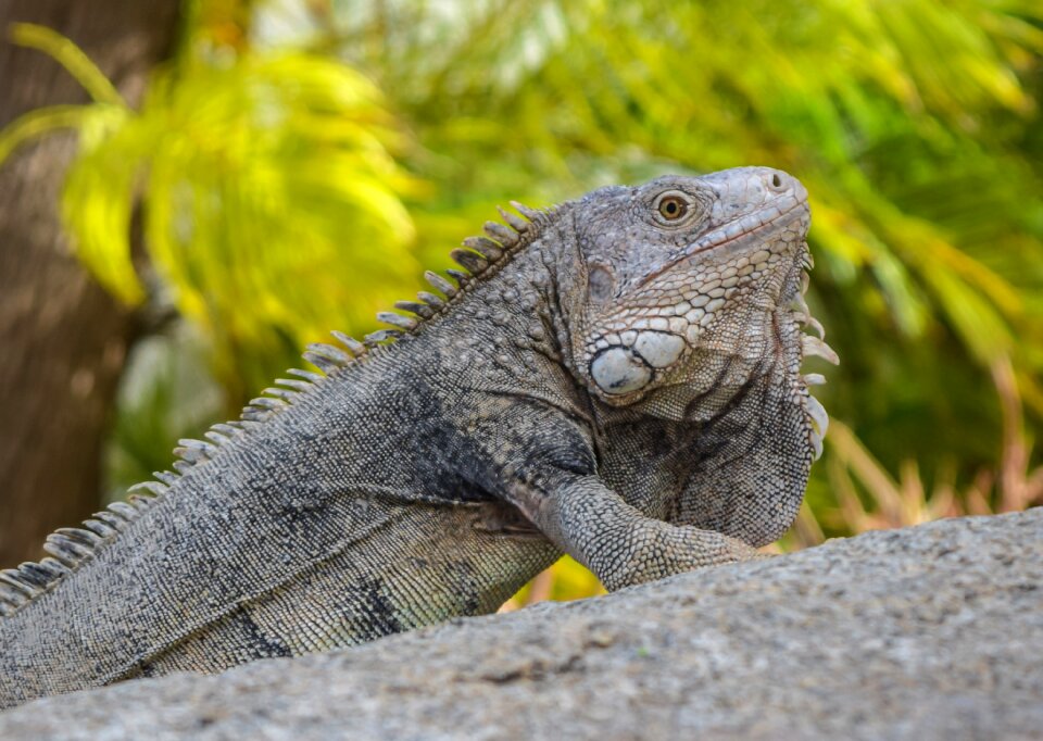 Reptile nature wild
