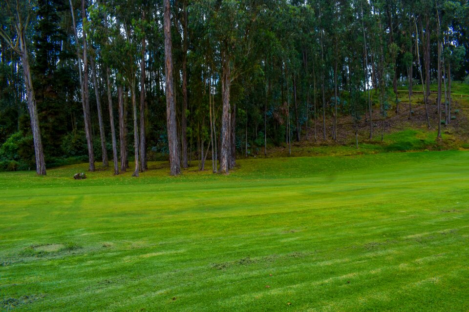 Green grass gardening