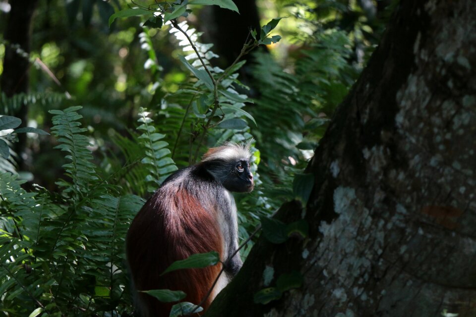 Nature the national park africa
