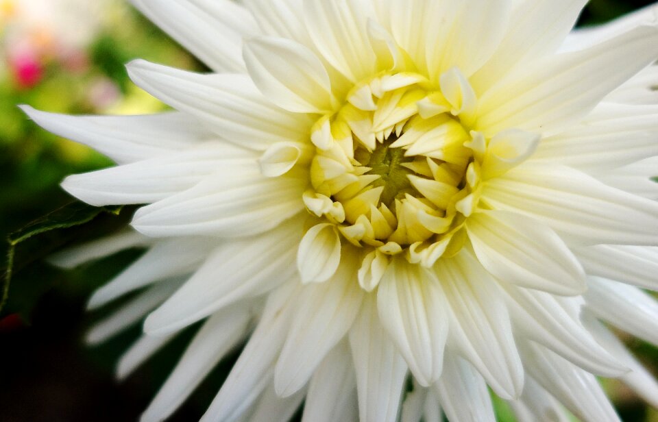 Plant blossom bloom photo