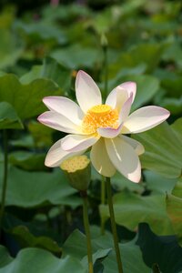 Water plant summer