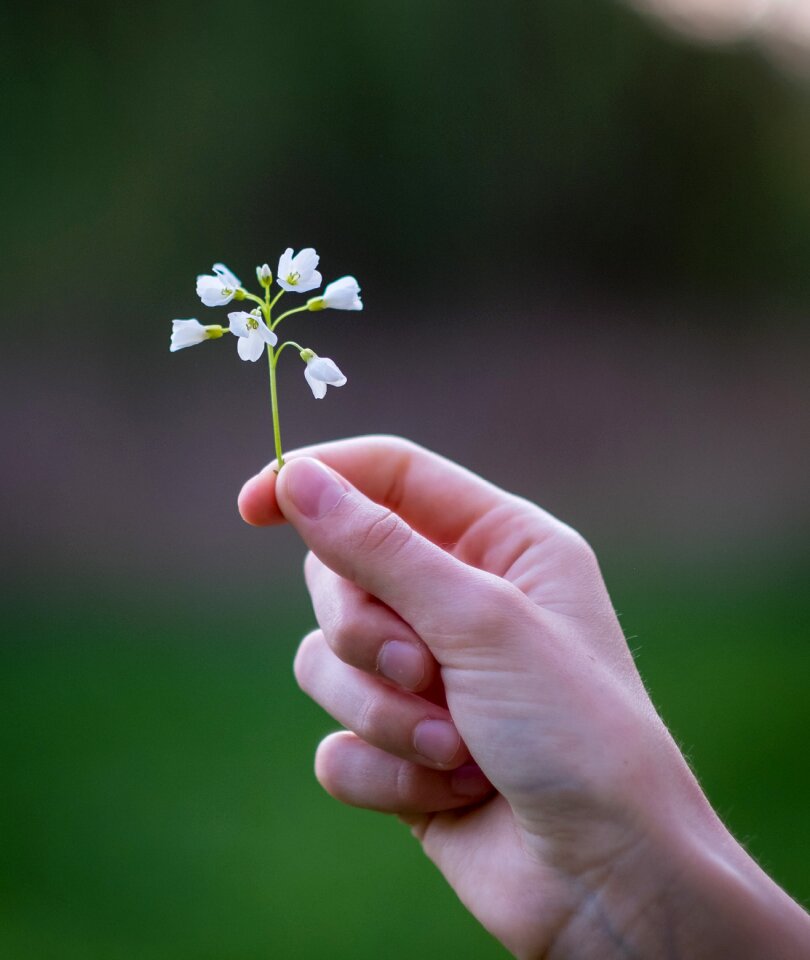 Peaceful bloom plant