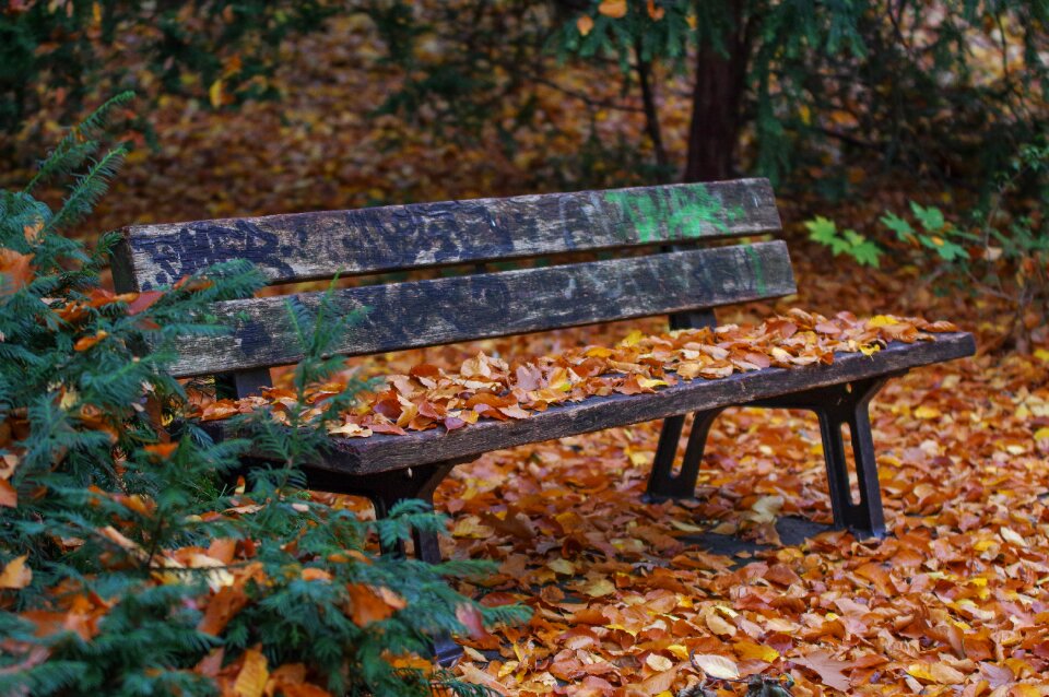 Leaves fall leaves sit
