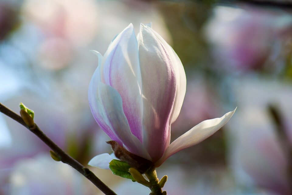 Garden sheet flowering